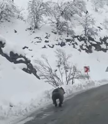 Tunceli’ye Kış Erken Geldi, Ayılar Uyumayı Unuttu